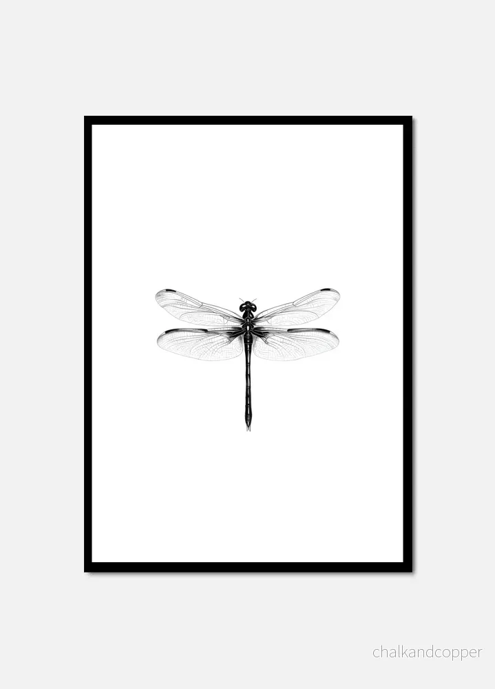 Dragonfly Dragonfly